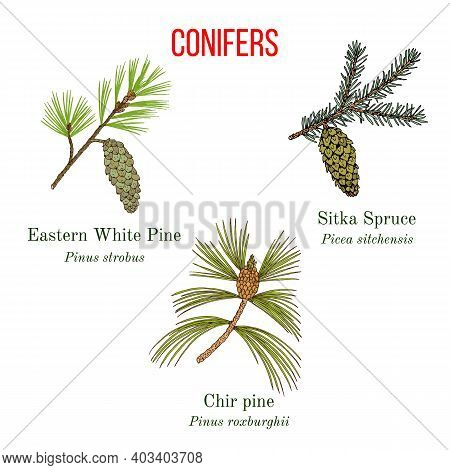 Set Of Different Conifiers Branches With Cones. Hand Drawn Botanical Vector Illustration