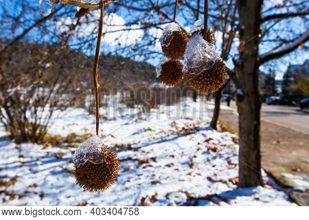 Iced Water Drops On Tree, Ifrane City, Morocco