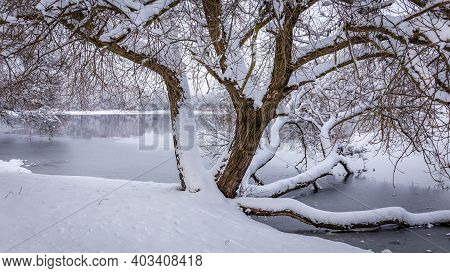 Sprawling Trunk Of A Tree Growing On The Shore Of A Lake, Covered With A Layer Of Snow Of White Unto