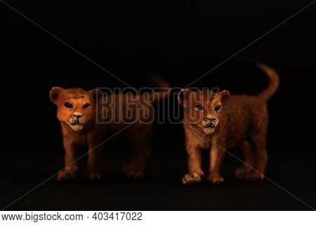 Two Cute Lionets Isolated On Black Background. Image Contains Copy Space