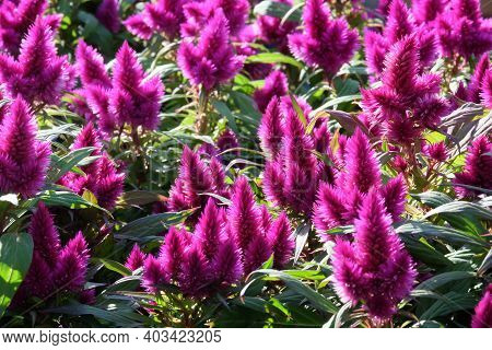 Beautiful Blooming Celosia Spikelet (latin - Celosia Spicata)  In A Flower Bed