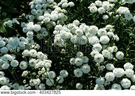 Iberis Sempervirens White Flowering Plant. Spring White Iberis Flower.