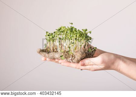 Microgreen Radish Sprouts In Female Hands. Raw Sprouts, Micro Greens, Seed Germination At Home. Vega