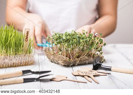 Microgreen Radish Sprouts In Female Hands. Raw Sprouts, Micro Greens, Seed Germination At Home. Vega