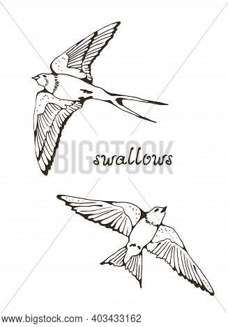 Swallow And House Martin Birds Vector Set, Hand Drawn Collection