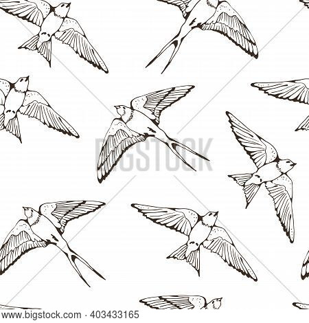Swallow and House Martin birds vector set, hand drawn collection