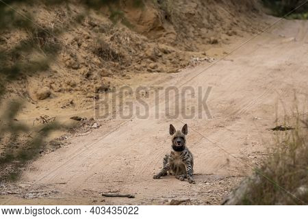 Striped Hyena On A Forest Track With A Road Block During Jungle Safari At Ranthambore National Park 