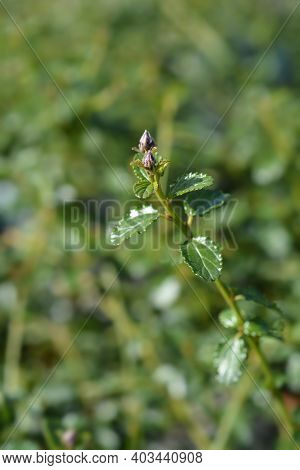 Creeping Blue Blossom - Latin Name - Ceanothus Thyrsiflorus Var. Repens