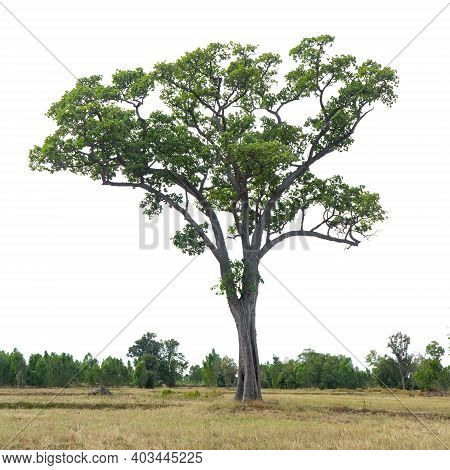 Dipterocarpus Intricatus Is A Perennial Plant In The Family Dipterocarpaceae The Trunk Is Split Into