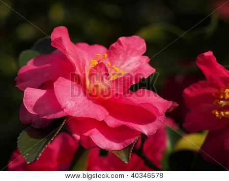 Blumen werden blühen Sasanqua