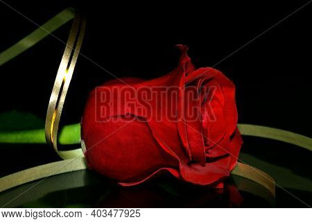 The Studio Red Rose With Golden Ribbon On A Black Background. Copy-space. Valentine's Day Background