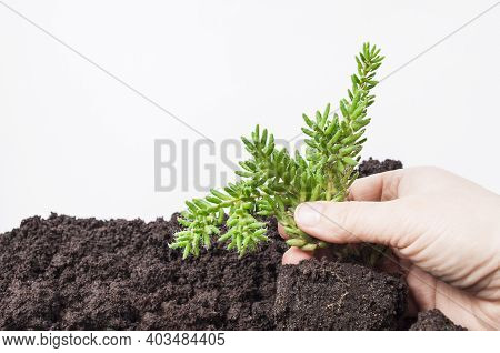 Houseplant Ripsalis, Planting In The Ground, Images From Copy Space