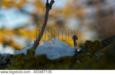 Ice Layer At A Tree While The Sun Reflects Into It In Thuringia