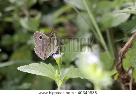 szczotka stąpający motyl