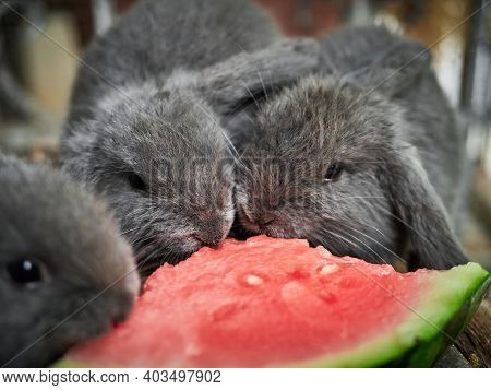 Close-up Of Three Little Grey Rabbits Eating Watermelon