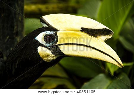 Hornbill bird