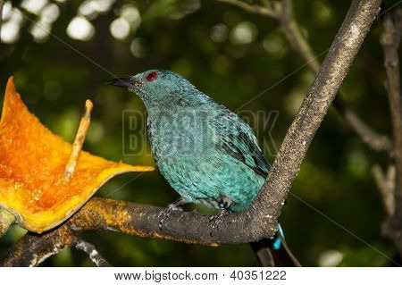Asya peri bluebird
