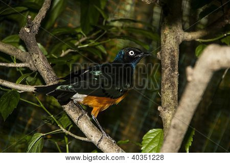 Asya peri bluebird