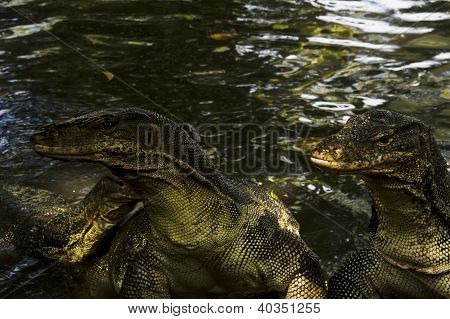 Su monitör (Varanus Salvator)