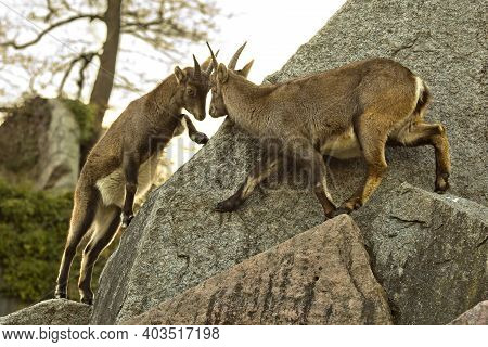 The Steinbock, Alpine Ibex (capra Ibex) In Zoo.