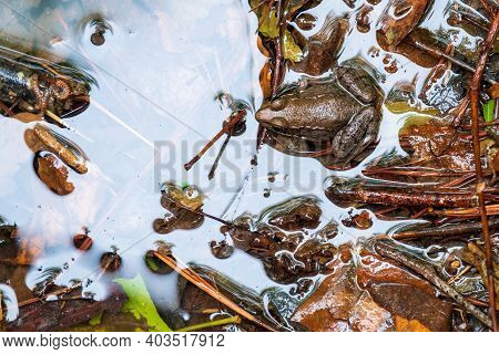 Top View Of A Green Frog In The Edge Of A Stream. Arrangement Of Bits And Pieces Of Debris Could Mak