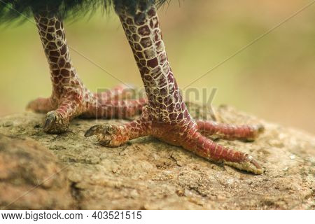 Victoria Goura Bird's Foot On The Rock, Victoria Goura In The Zoo Cage,