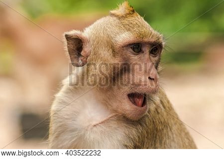 Crab-eating Macaque, Looking For Something Interesting.