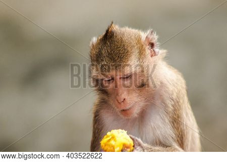 Crab-eating Macaque Is Eating The Fruit In His Hand.