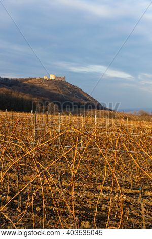 ruins of Devicky Castle with vineyards, Czech Republic