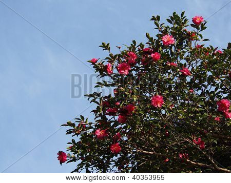 Blumen werden blühen Sasanqua