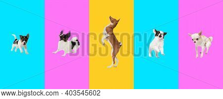 Creative Collage Of Five Different Breeds Of Dogs. Flyer For Ad.