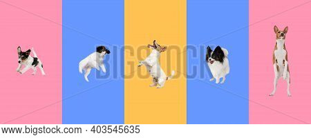 Creative Collage Of Five Different Breeds Of Dogs. Flyer For Ad.