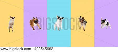 Creative Collage Of Five Different Breeds Of Dogs. Flyer For Ad.