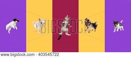 Little Dogs And Cat Jumping, Playing Isolated On Gradient Background.