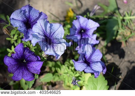 Petunia Large-flowered Limbo Blue Veined. Flower Of A Petunia One-year White And Violet Color In A G