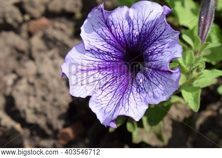 Petunia Large-flowered Limbo Blue Veined. Flower Of A Petunia One-year White And Violet Color In A G