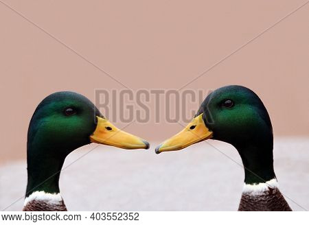 Two Beautiful сolourful Drakes Looking At Each Other Against Environment Background. Space For Your 