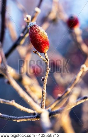 A Close Up Portrait Of A Single Frozen Rose Hip, Haw Or Hep Standing Upright On A Branch Of The Bush
