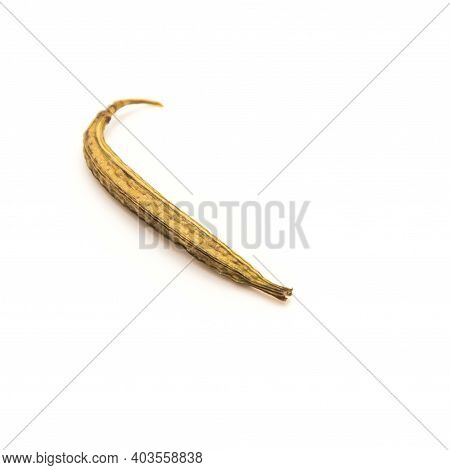 Single Molokhia Or Egyptian Spinach Dried Seed Pod Isolated On White