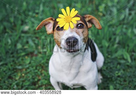Adorable Funny Dog Jack Russell Terrierdog Sitting In Green Grass With Yellow Flower Daisy On Head. 