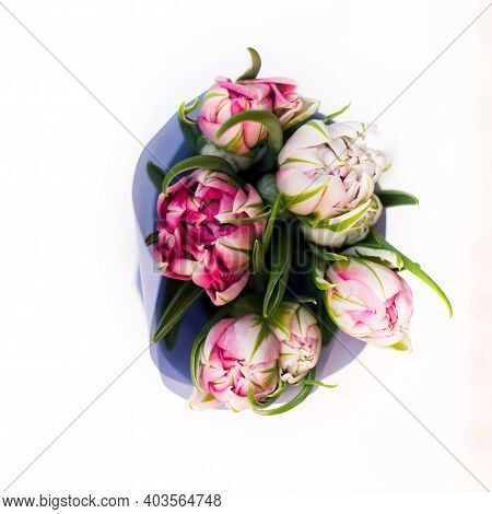 Beautiful Tseti Tulips On A Light Background