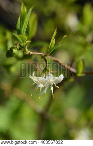 Winter Flowering Honeysuckle Flowers - Latin Name - Lonicera Fragrantissima