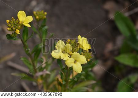 Yellow Wallflower - Latin Name - Erysimum Cheiri