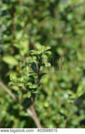 Box-leaved Holly - Latin Name - Ilex Crenata
