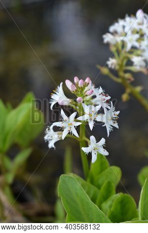Common Bogbean - Latin Name - Menyanthes Trifoliata