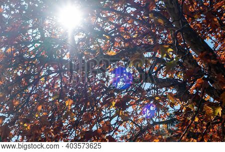 Plane Tree Foliage In Autumn. High Angle View, Leaves Background