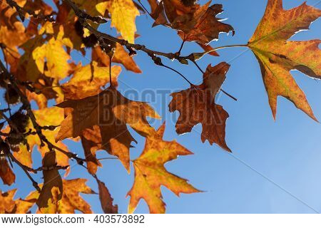 Close Up View Of Plane Tree Foliage In Autumn. Blue Sky Background