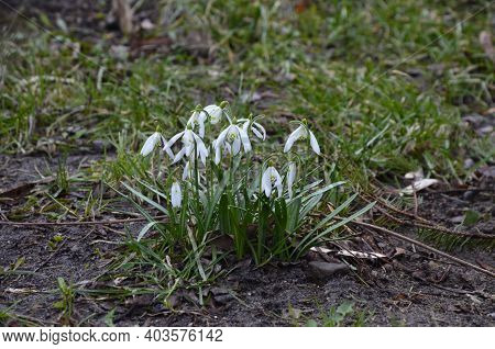 Snowdrop Or Common Snowdrop (galanthus Nivalis) Flowers.