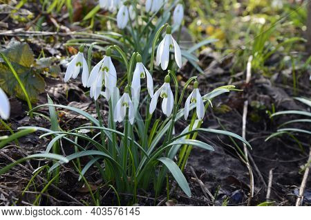 Snowdrop Or Common Snowdrop (galanthus Nivalis) Flowers.