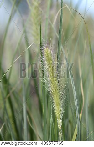 Fountain Grass Hameln - Latin Name - Cenchrus Alopecuroides Hameln (pennisetum Alopecuroides Hameln)